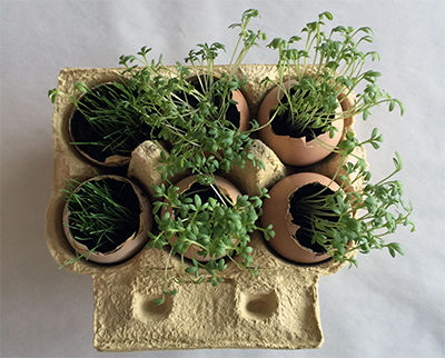 Kresseeier_14_tage Kresseeier nach 14 Tagen