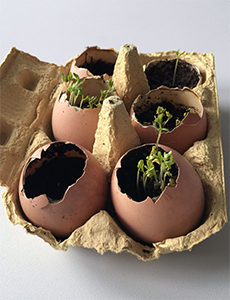 Kresseeier_3_tage Kresseeier nach drei Tagen