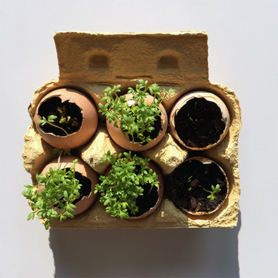 Kresseeier_7_tage Kresseeier nach sieben Tagen