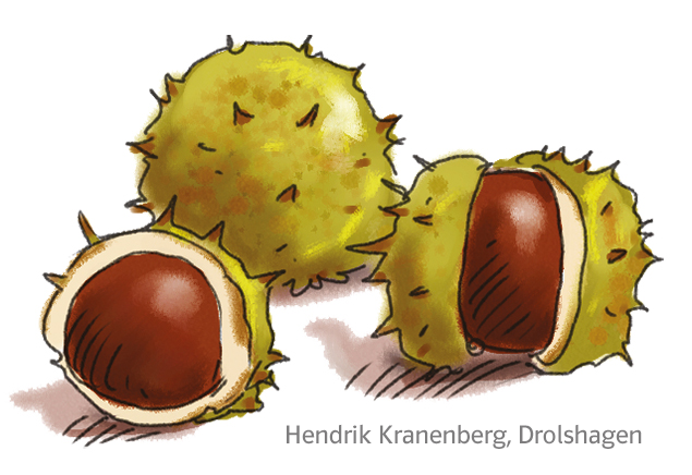 Zebrafanclub-Unterrichten-Grundschuljahr-Herbst-2026-Kastanien Kastanien